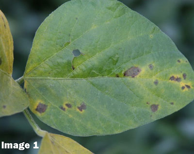 SOYBEAN FUNGICIDE DECISIONS